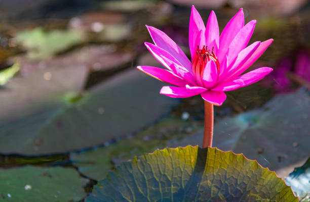istock Close up violet lotus in water with blurry green leaf background,close up,select focus with shallow depth of field. Thailand 931256456