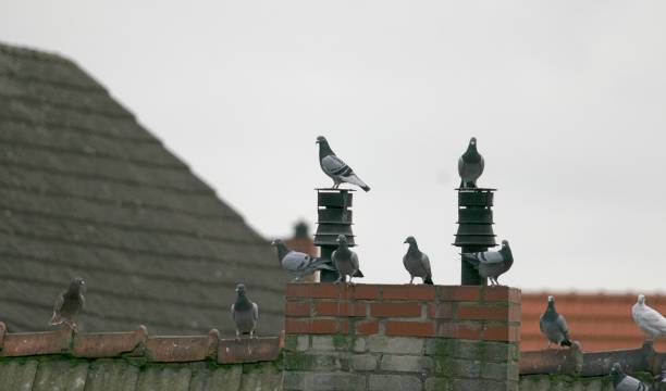 istock Pigeons Perching On Roof Against Sky 931258474