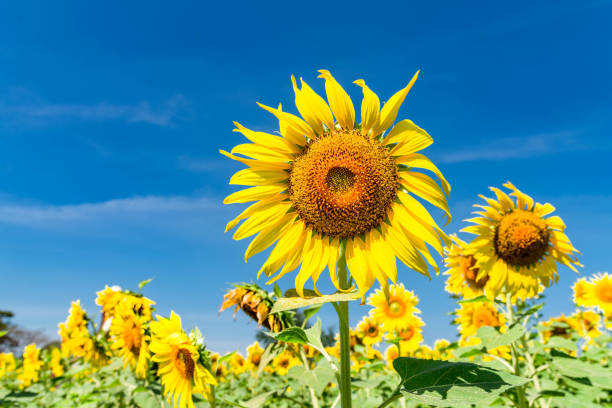 istock Sunflower with a sky background. with copy space for your text message or use for background. 931259138