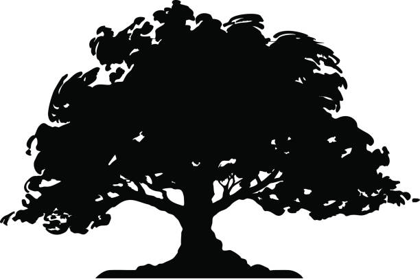 baum-silhouette (vektor - ulme stock-grafiken, -clipart, -cartoons und -symbole