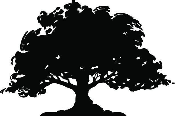 Tree - Silhouette (vector)  oak tree stock illustrations