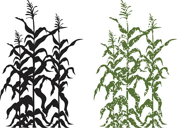Vector illustration of Corn Stalk Plants in Black and Green Grunge Vector Illustration