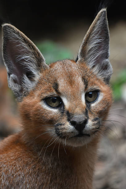 istock Close-Up Portrait Of Caracal 931262028