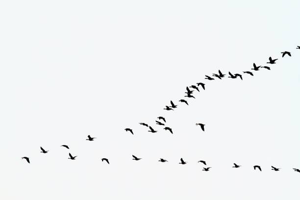 istock Low Angle View Of Birds Flying Against Clear Sky 931262064