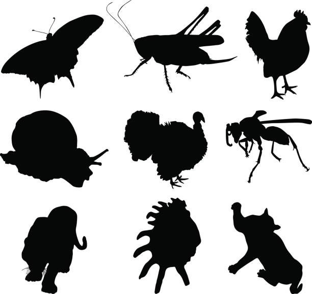 Animal shapes Animal shapes (from left to right): butterfly, grasshopper, rooster, snail, turkey, wasp, tiger, clam, playing cat. Zip file contains: .ai, .eps, .svg, .jpg

[b]Similar images in my private lightbox[/b]

[url=http://www.istockphoto.com/my_lightbox_contents.php?lightboxID=9416971 t=blank][img class=mceItemIstockImage]http://www.istockphoto.com/file_thumbview_approve.php?size=1&id=1569117[/img][img class=mceItemIstockImage]http://www.istockphoto.com/file_thumbview_approve.php?size=1&id=13899403[/img][img class=mceItemIstockImage]http://www.istockphoto.com/file_thumbview_approve.php?size=1&id=12932571[/img][img class=mceItemIstockImage]http://www.istockphoto.com/file_thumbview_approve.php?size=1&id=11933444[/img][img class=mceItemIstockImage]http://www.istockphoto.com/file_thumbview_approve.php?size=1&id=3630942[/img][img class=mceItemIstockImage]http://www.istockphoto.com/file_thumbview_approve.php?size=1&id=2489699[/img][img class=mceItemIstockImage]http://www.istockphoto.com/file_thumbview_approve.php?size=1&id=2587318[/img][img class=mceItemIstockImage]http://www.istockphoto.com/file_thumbview_approve.php?size=1&id=2644858[/img][img class=mceItemIstockImage]http://www.istockphoto.com/file_thumbview_approve.php?size=1&id=4547560[/img][img class=mceItemIstockImage]http://www.istockphoto.com/file_thumbview_approve.php?size=1&id=4138903[/img][img class=mceItemIstockImage]http://www.istockphoto.com/file_thumbview_approve.php?size=1&id=16623264[/img][img class=mceItemIstockImage]http://www.istockphoto.com/file_thumbview_approve.php?size=1&id=17427837[/img][img class=mceItemIstockImage]http://www.istockphoto.com/file_thumbview_approve.php?size=1&id=36348396[/img][img class=mceItemIstockImage]http://www.istockphoto.com/file_thumbview_approve.php?size=1&id=37141734[/img][img class=mceItemIstockImage]http://www.istockphoto.com/file_thumbview_approve.php?size=1&id=26638544[/img][/url] giant grasshopper stock illustrations