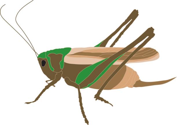 벡터 애송이 - grasshopper locust giant grasshopper antler stock illustrations