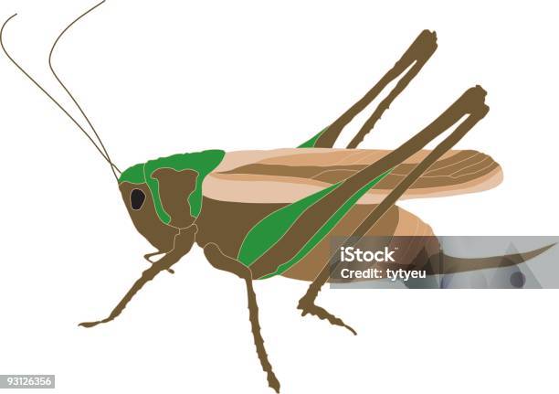 Wektor Grasshopper - Stockowe grafiki wektorowe i więcej obrazów Aksamit - Aksamit, Białe tło, Clip Art