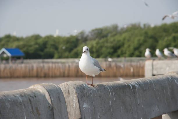 istock Seagull standing on a bridge at Miami,USA 931263654