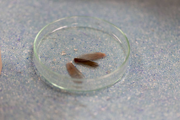 istock Fish samples to find parasite samples of education in laboratory. 931269240