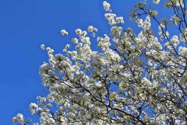 istock Branches covered in white blossoms against a bright blue sky 931269490