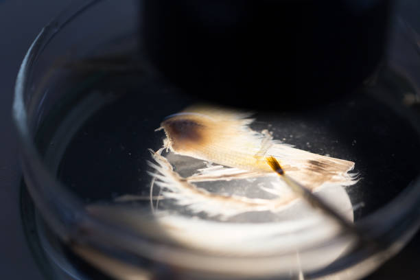istock Fish samples to find parasite samples of education in laboratory. 931269736