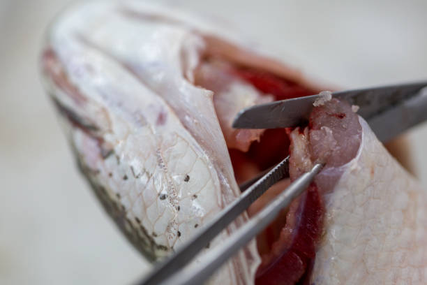 istock Fish samples to find parasite samples of education in laboratory. 931269840