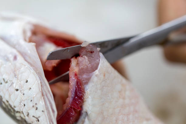 istock Fish samples to find parasite samples of education in laboratory. 931269874