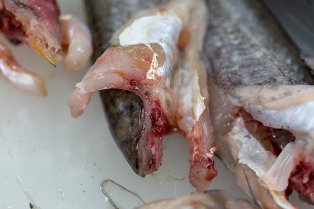 istock Fish samples to find parasite samples of education in laboratory. 931270020
