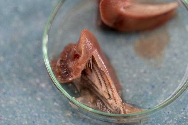 istock Fish samples to find parasite samples of education in laboratory. 931270034