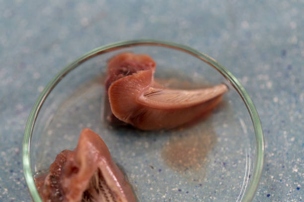 istock Fish samples to find parasite samples of education in laboratory. 931270106