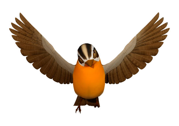 istock 3Dl rendering songbird grosbeak on white 931271058