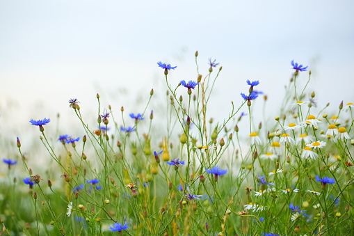 Wild flowers in meadow.