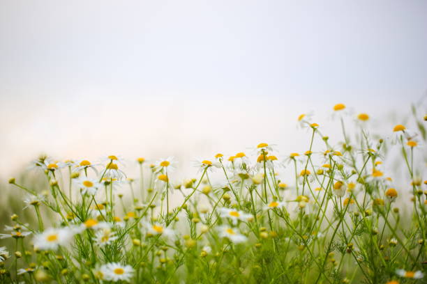 wunderschöne feld mit blumen - daisy marguerite flower grass stock-fotos und bilder