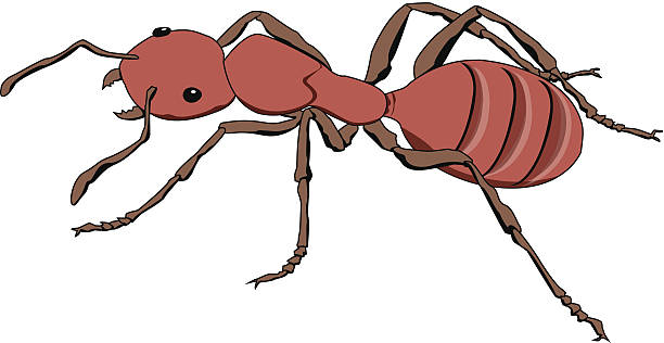 illustrazioni stock, clip art, cartoni animati e icone di tendenza di formica - ant crawling insect number 6