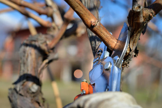 man pruning vines in winter stock photo