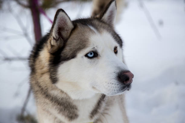 istock Close up beautiful dog huskie 931273642