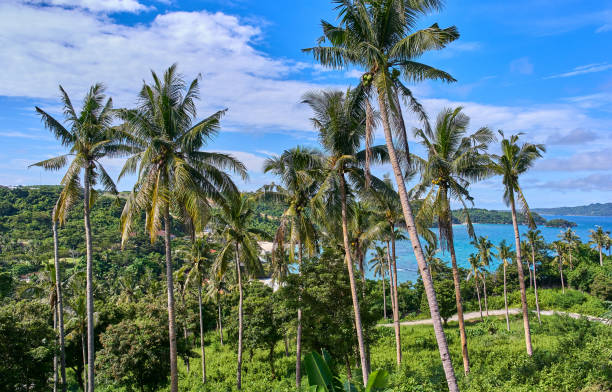 istock Beautiful blue lagoon view through the palm trees 931274458
