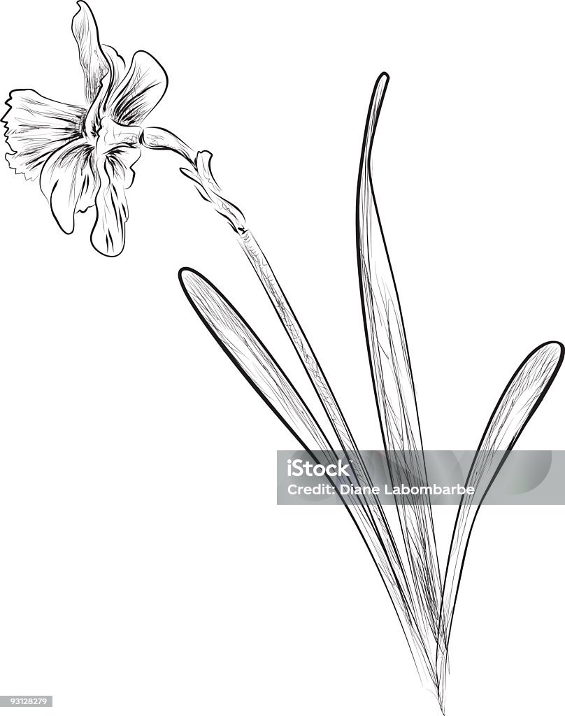 Stile Narciso illustrazione di inchiostro - arte vettoriale royalty-free di Schizzo