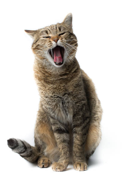 istock Close-Up Of Cat Sitting Against White Background 931284264