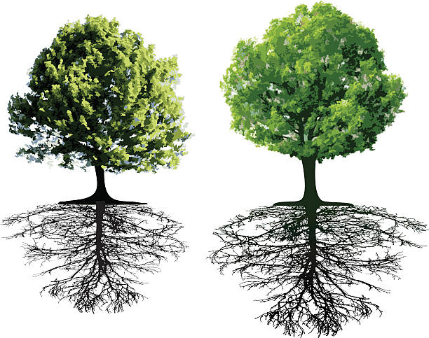 istock Two pictures of trees with their roots deep into the earth  93128434