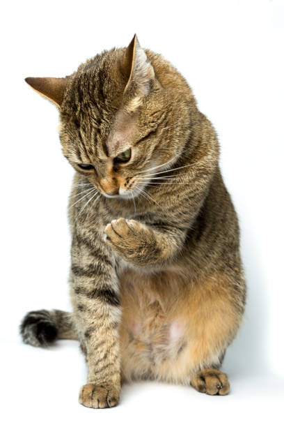 istock Close-Up Of Cat Sitting Against White Background 931285660
