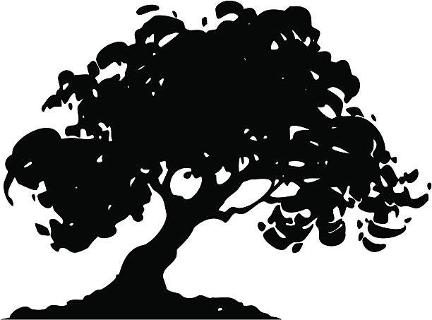 oak3 - maple tree tree silhouette vector stock illustrations