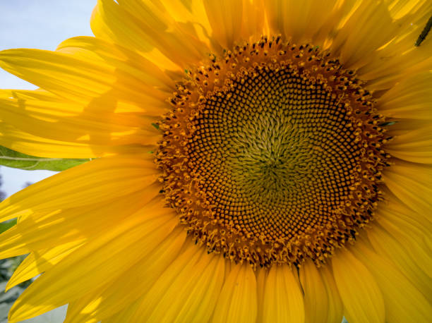 istock Close up field of blooming sunflowers on a background 931299444