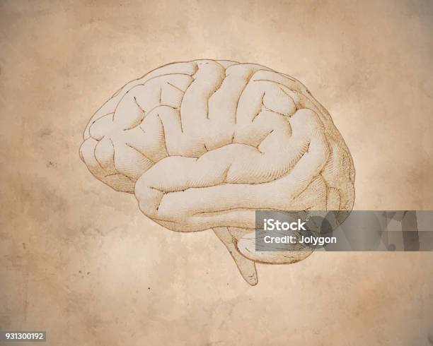 Vintage Brain Drawing With Old Paper Texture Stock Illustration - Download Image Now - Leonardo Da Vinci, Anatomy, Drawing - Art Product