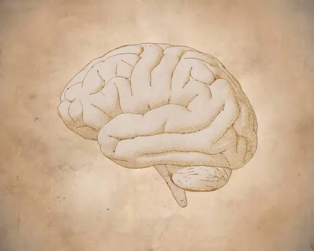 Vector illustration of Vintage brain drawing with old paper texture