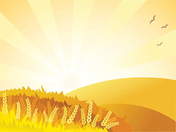 Sunny golden landscape  wheat backgrounds stock illustrations