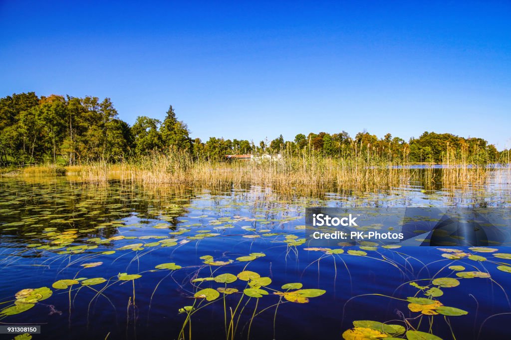 Water lilies on Lake Staffelsee, Upper Bavaria, Germany Staffelsee and water lilies, Upper Bavaria, Germany Bavaria Stock Photo