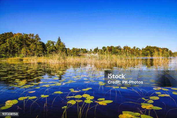 Water Lilies On Lake Staffelsee Upper Bavaria Germany Stock Photo - Download Image Now