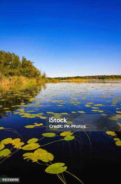 Lake Staffelsee And Water Lilies Upper Bavaria Germany Stock Photo - Download Image Now