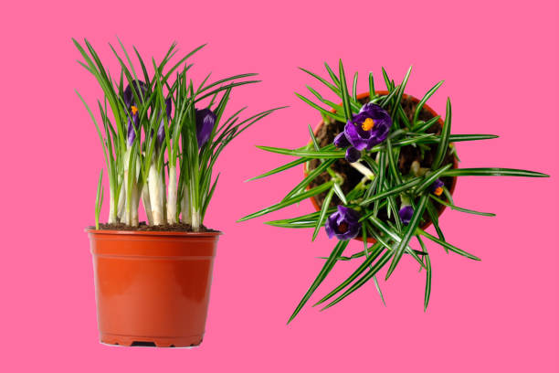 istock Blooming purple crocuses in pot Isolated. 931316016
