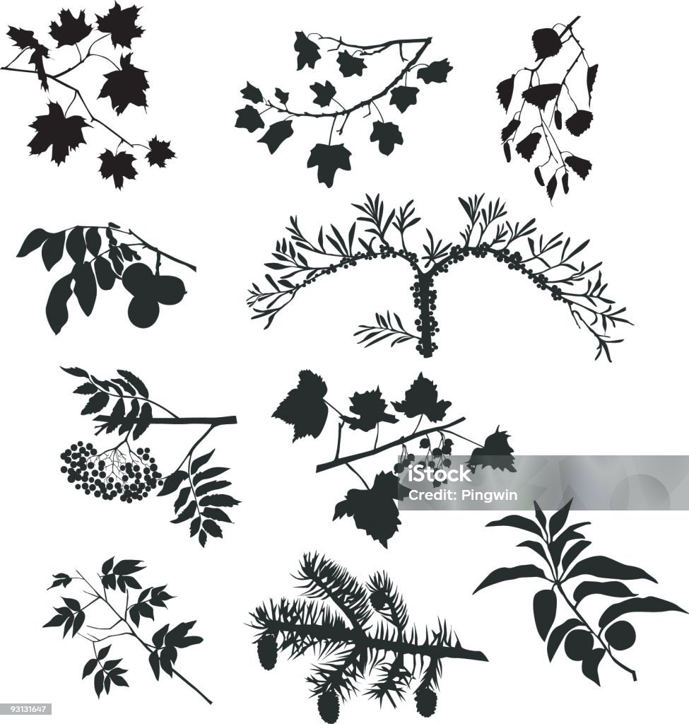 Branch Drawing Set Big Set Of Branches Stock Illustration - Download Image Now ...