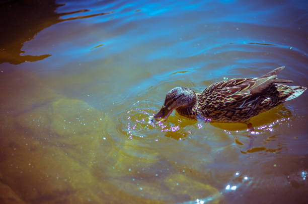 One wild duck swims in the river or lake