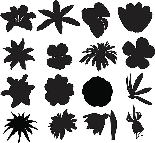 Multiple silhouettes of vector flowers Vector flower shapes in black and white. Zip file contains: .ai, .eps, .svg, .jpg white stargazer stock illustrations