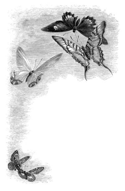 ilustraciones, imágenes clip art, dibujos animados e iconos de stock de mariposas - victorian style engraved image lepidoptera wildlife