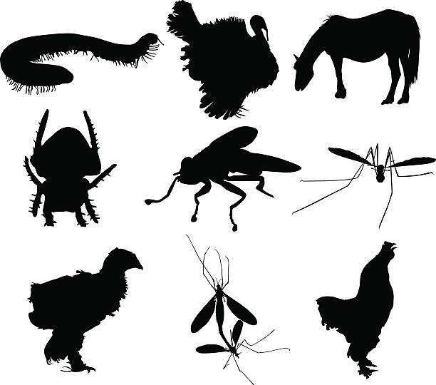 illustrations, cliparts, dessins animés et icônes de silhouettes d'animaux - belgian horse