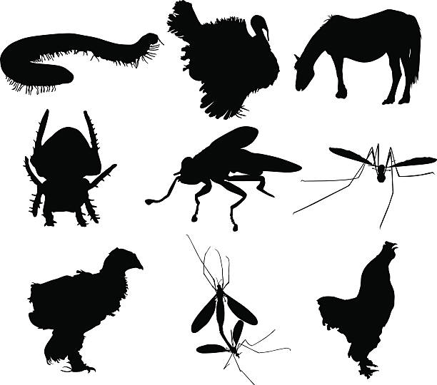 Animal silhouettes Animal silhouettes (from left to right): millipede, turkey, horse, spider, stable fly, insect, little chicken, insect love, singing rooster (zip file contains: .eps, .ai, .svg, .jpg). giant african millipede stock illustrations