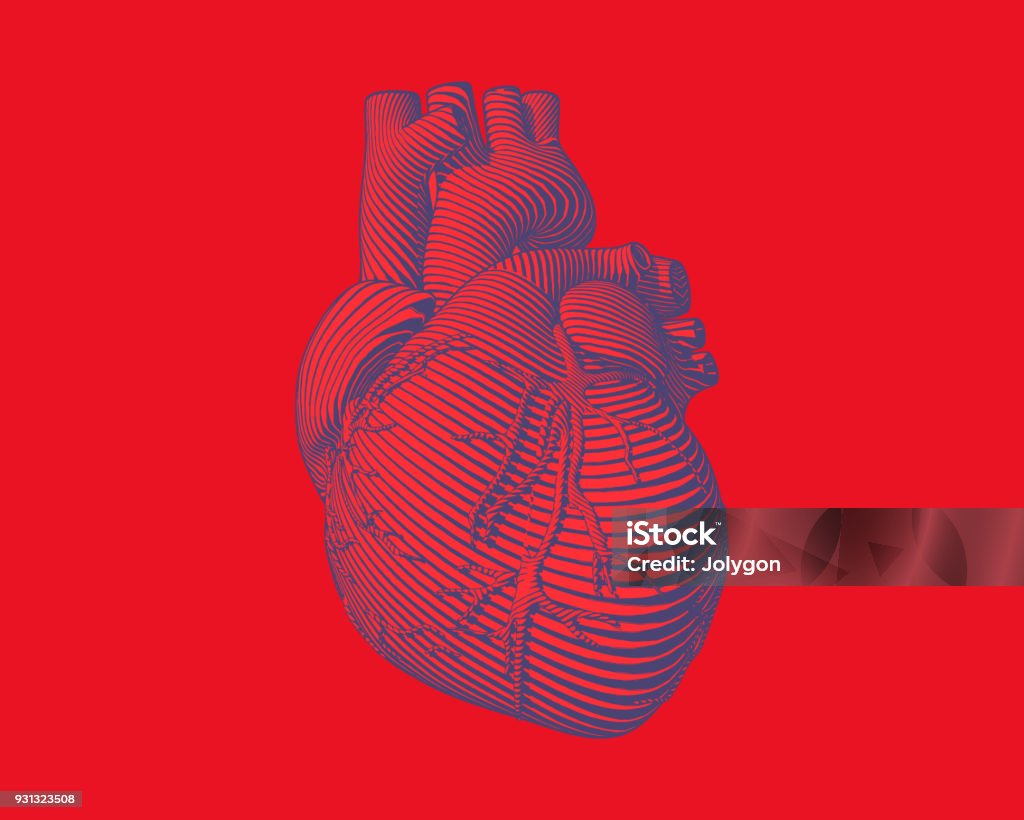 Graphic stylized human heart illustration Engraving blue human heart with flow line art stroke on red background Heart - Internal Organ stock vector