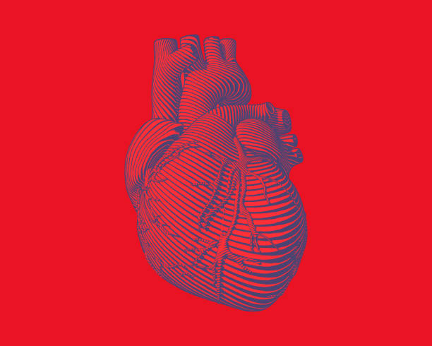 Graphic stylized human heart illustration Engraving blue human heart with flow line art stroke on red background biology stock illustrations