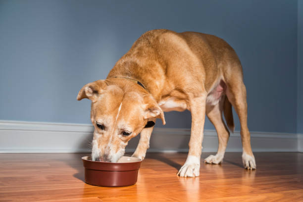 istock A mixed breed rescued dog eating - 10+ years old 931325248