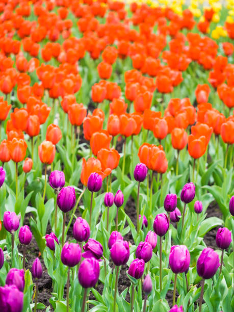 campo de tulipanes - blom fotografías e imágenes de stock